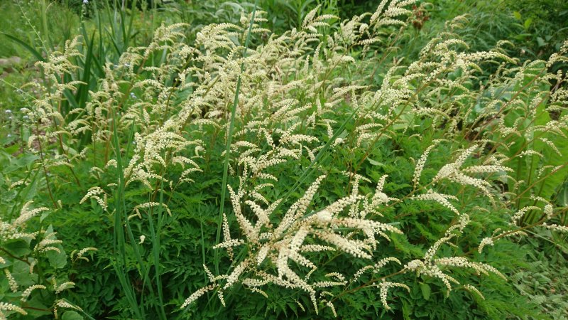 Aruncus aethusifolius 'Filigran' Korea kitseenelas